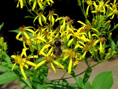 Fuchs-Greiskraut (Senecio ovatus) im Naturschutzgebiet „Steinbachtal / Netzbachtal“