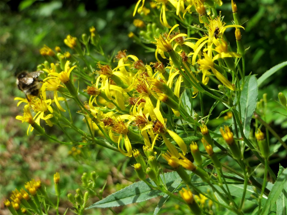 Fuchs-Greiskraut (Senecio ovatus) im Naturschutzgebiet „Steinbachtal / Netzbachtal“