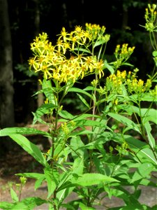 Fuchs-Greiskraut (Senecio ovatus) im Naturschutzgebiet „Steinbachtal / Netzbachtal“