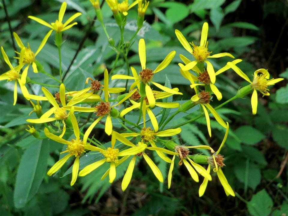 Fuchs-Greiskraut (Senecio ovatus) im Stiftswald Sankt Arnual