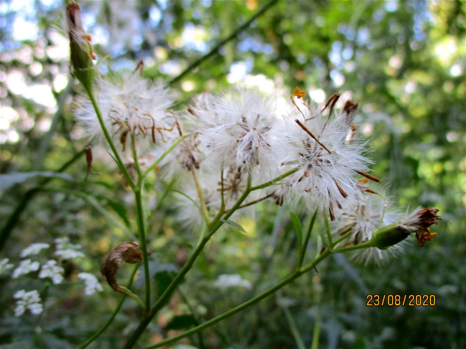 Fuchs-Greiskraut (Senecio ovatus) im Wald vor der Spicherer Höhe