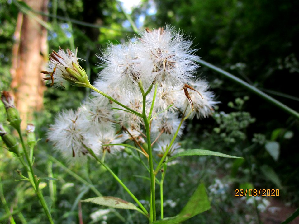 Fuchs-Greiskraut (Senecio ovatus) im Wald vor der Spicherer Höhe