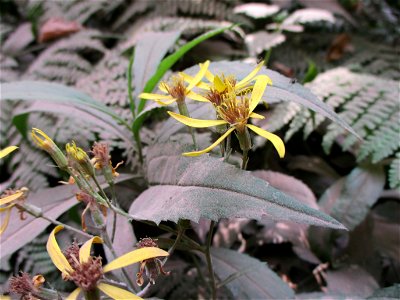 Fuchs-Greiskraut (Senecio ovatus) im Naturschutzgebiet „Steinbachtal / Netzbachtal“
