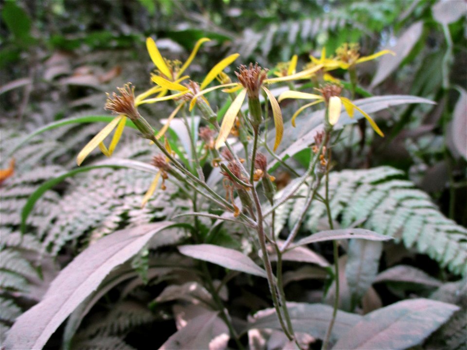 Fuchs-Greiskraut (Senecio ovatus) im Naturschutzgebiet „Steinbachtal / Netzbachtal“