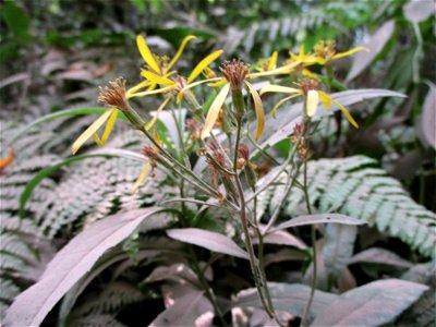 Fuchs-Greiskraut (Senecio ovatus) im Naturschutzgebiet „Steinbachtal / Netzbachtal“