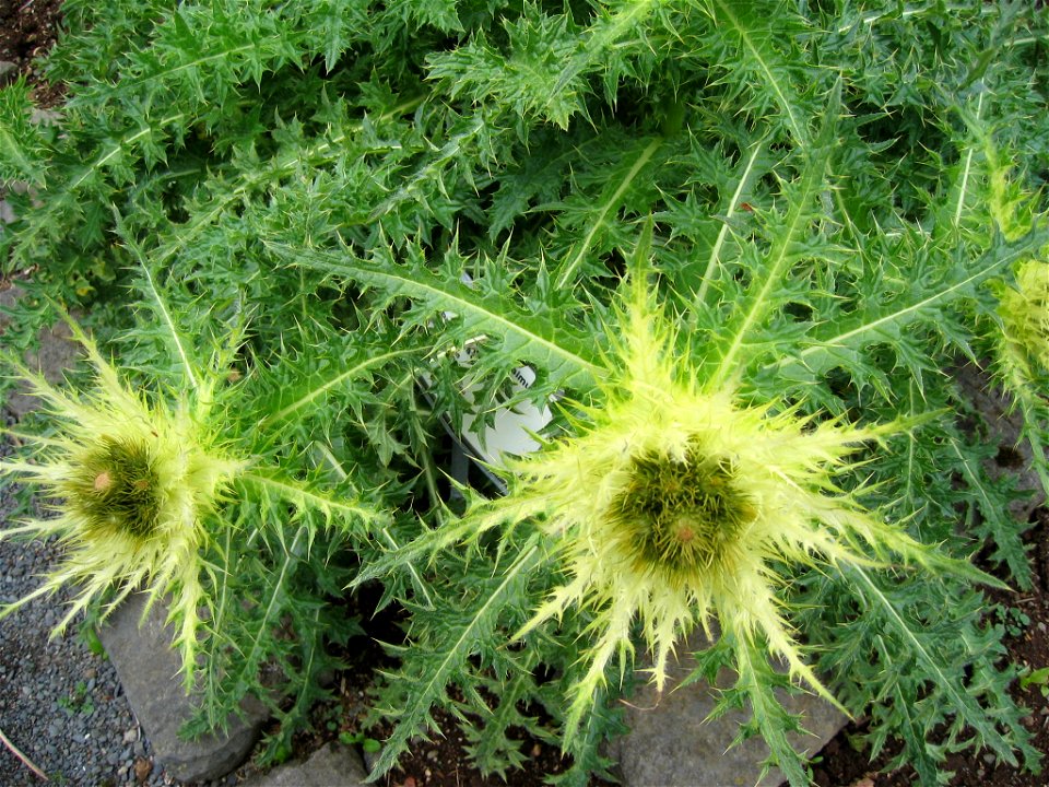 Cirsium spinosissimum - Photo by Salvor taken in Grasagarður Reykjavíkur the botanical garden in Reykjavik.