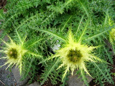 Cirsium spinosissimum - Photo by Salvor taken in Grasagarður Reykjavíkur the botanical garden in Reykjavik.