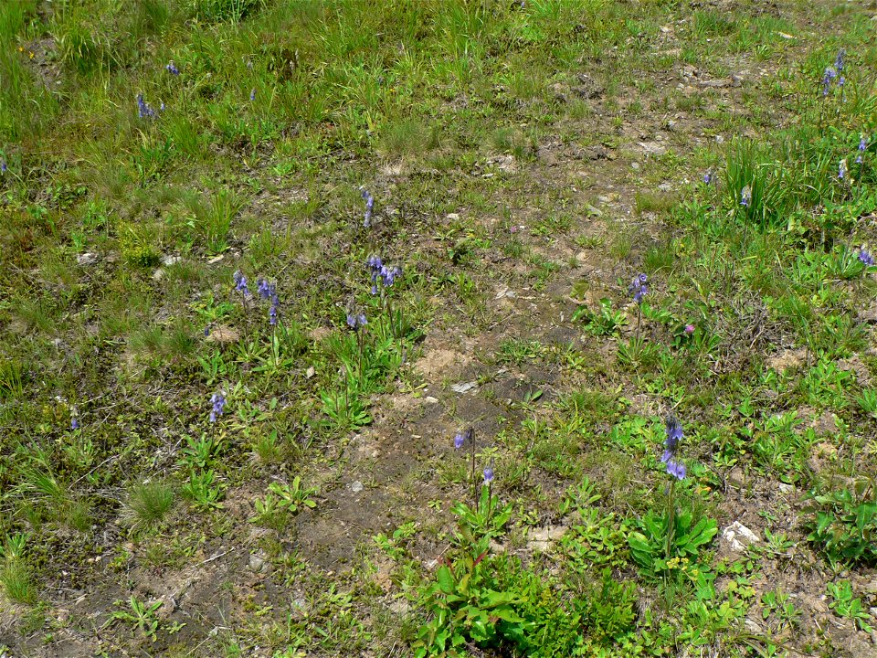 Zvonky vousaté (Campanula barbata), Červenohorské sedlo, Hrubý Jeseník