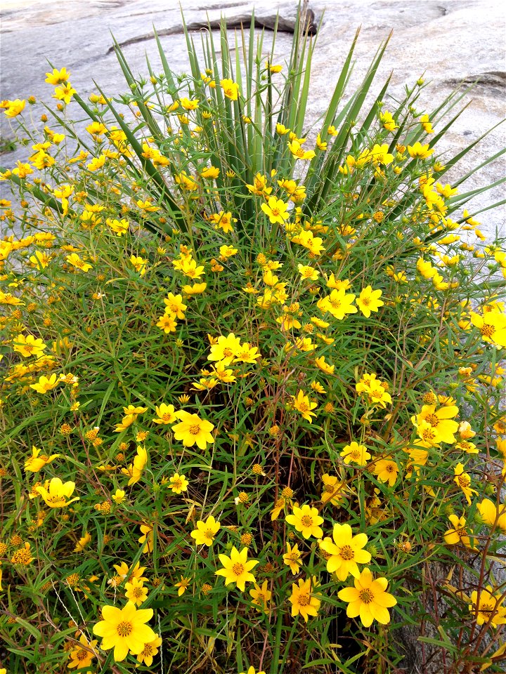 Detail of Helianthus porteri (Confederate daisy) atop Stone Mountain, Georgia.