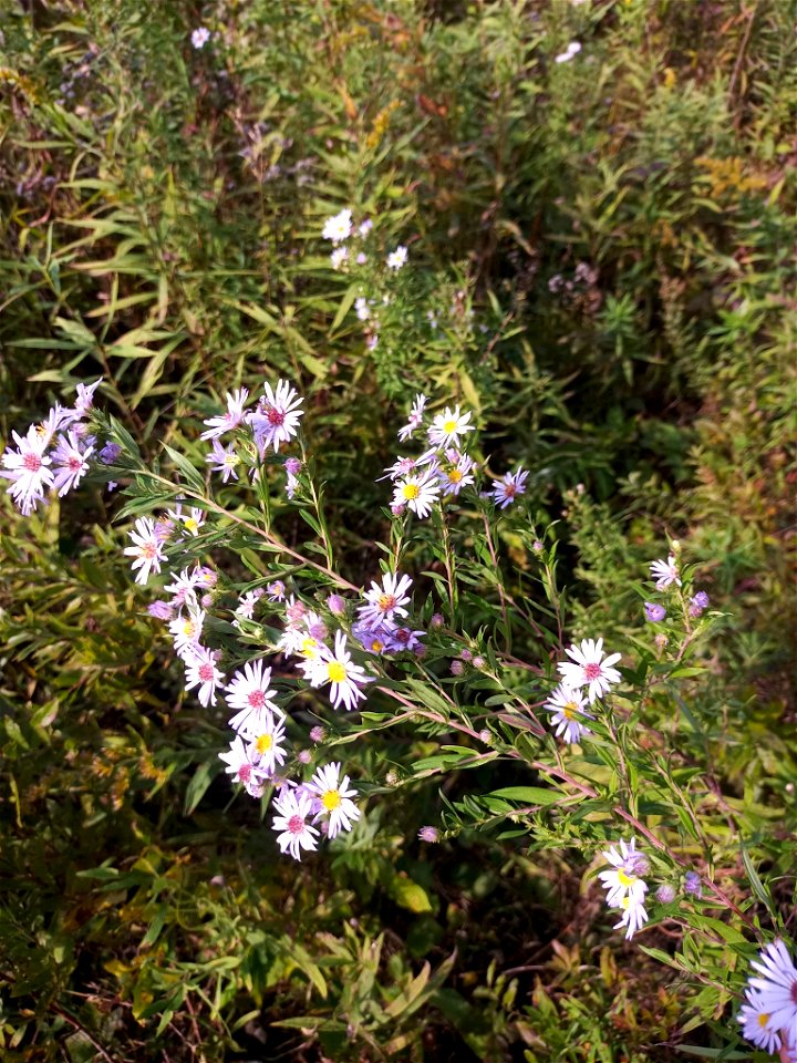 willowleaf aster (Symphyotrichum praealtum)