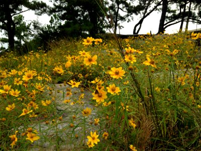 Field of Helianthus porteri (Confederate daisy) along the walk-up trail of Stone Mountain, Georgia. photo