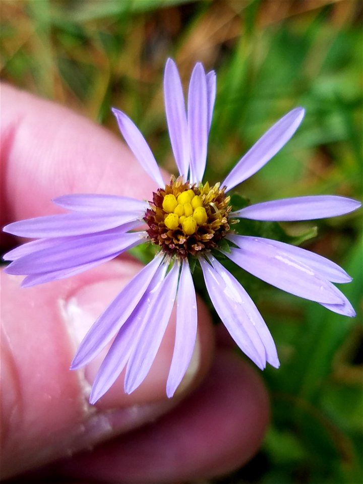 crookedstem aster (Symphyotrichum prenanthoides)