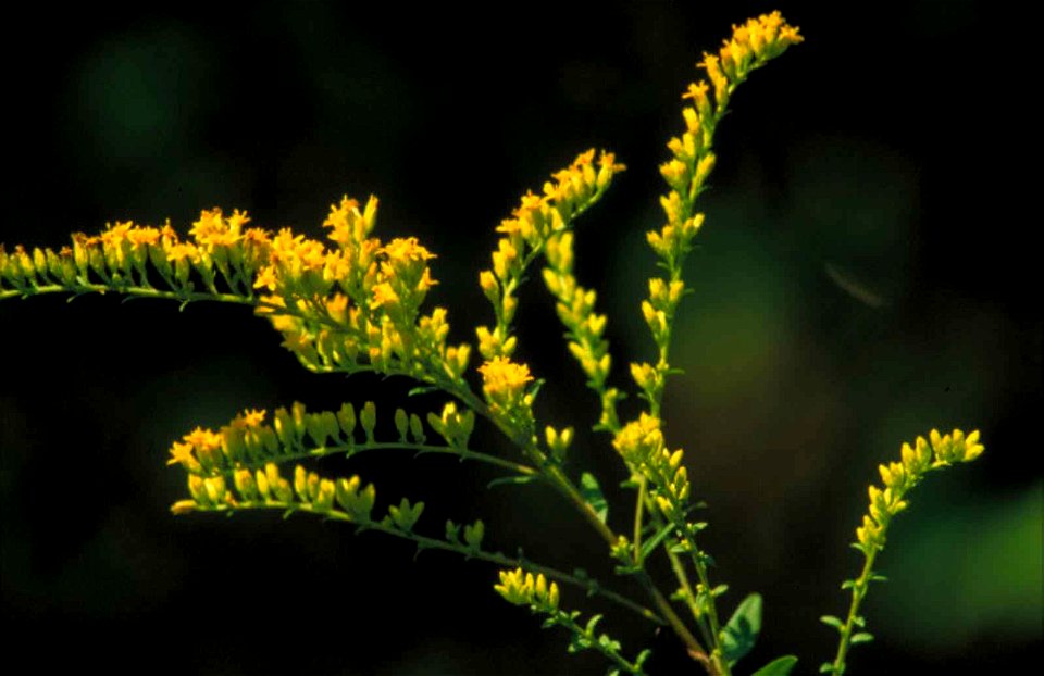Image title: Short goldenrod flowers solidago shortii
Image from Public domain images website, http://www.public-domain-image.com/full-image/flora-plants-public-domain-images-pictures/flowers-public-d