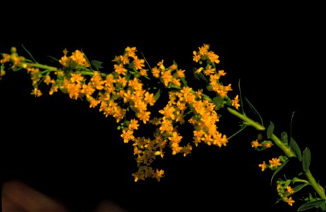 Image title: Solidago shortii flower Image from Public domain images website, http://www.public-domain-image.com/full-image/flora-plants-public-domain-images-pictures/flowers-public-domain-images-pict photo