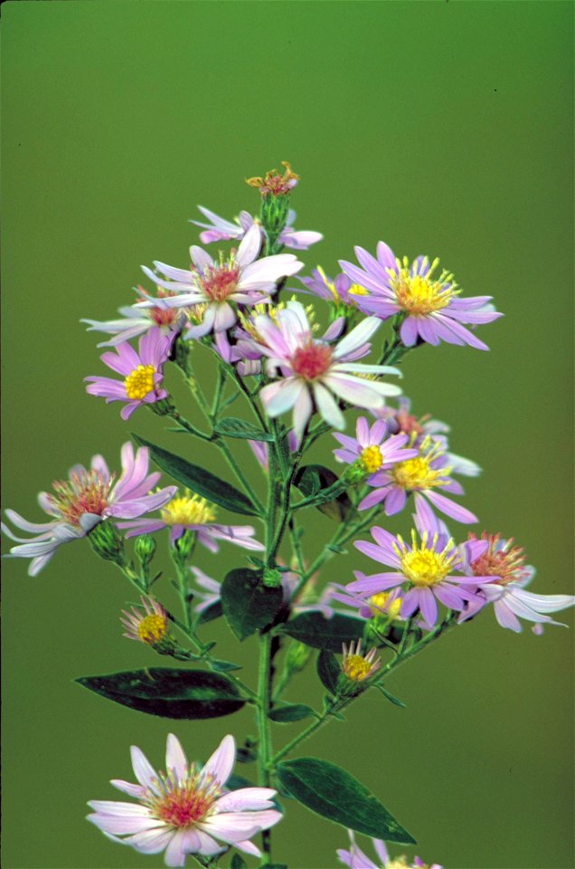 Image title: Shorts aster
Image from Public domain images website, http://www.public-domain-image.com/full-image/flora-plants-public-domain-images-pictures/flowers-public-domain-images-pictures/shorts