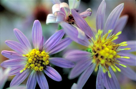 Image title: Shorts aster flower Image from Public domain images website, http://www.public-domain-image.com/full-image/flora-plants-public-domain-images-pictures/flowers-public-domain-images-pictures photo