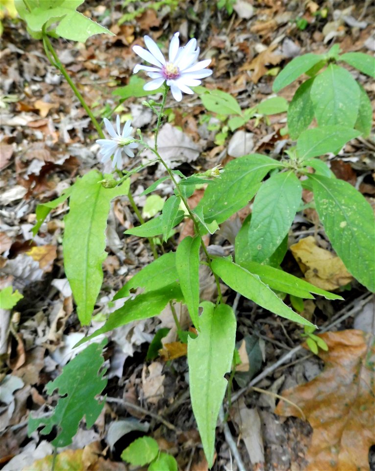 Symphyotrichum shortii, at edge of forested limestone bluffs, on the West Fork of the Red River at the Clarksville Greenway, Montgomery County, Tennessee.