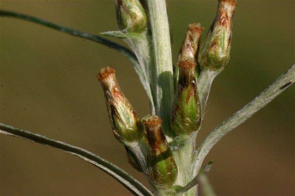 Gnaphalium sylvaticum