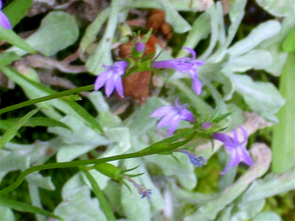 Lobelia urens fruits and flowers close up, Sierra Madrona, Spain