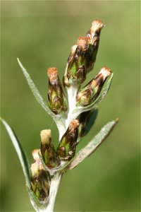 Gnaphalium sylvaticum