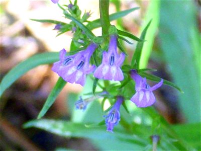 Lobelia urens flowers close up, Sierra Madrona, Spain