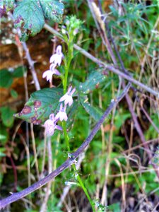 Lobelia urens flowers, Sierra Madrona, Spain