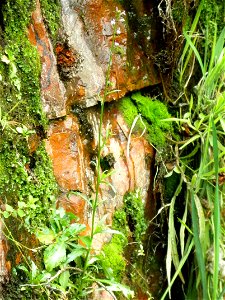 Lobelia urens habit, Sierra Madrona, Spain