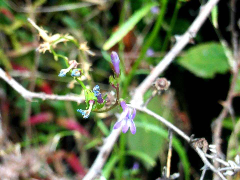 Lobelia urens flowers, Sierra Madrona, Spain