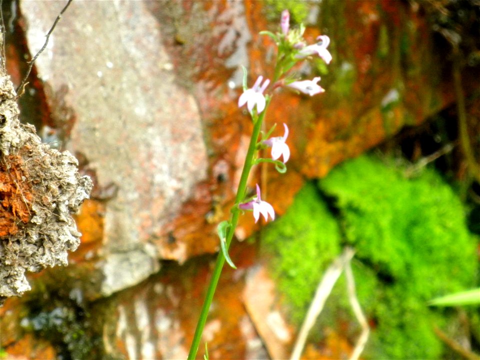 Lobelia urens flowers stem, Sierra Madrona, Spain
