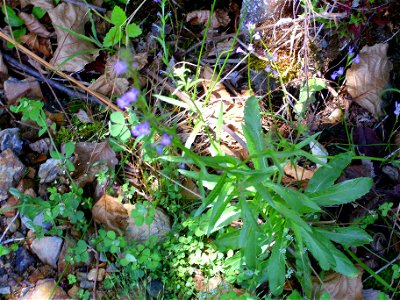 Lobelia urens habit, Sierra Madrona, Spain