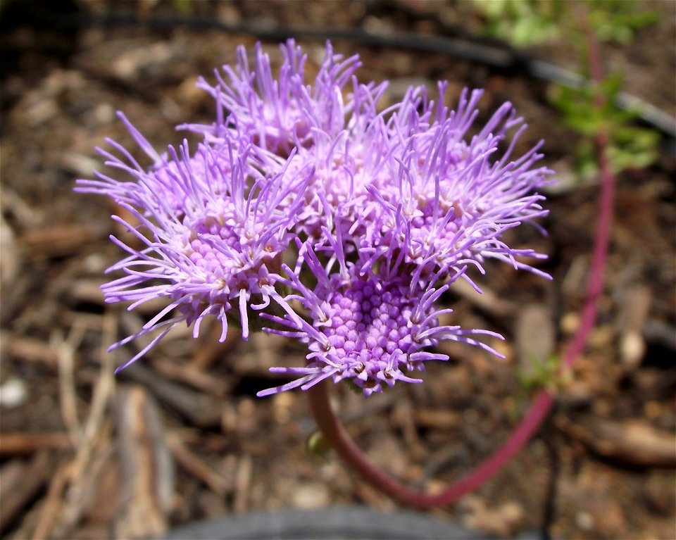 Eupatorium greggii in the Water Conservation Garden at Cuyamaca College, El Cajon, California, USA. Identified by sign.