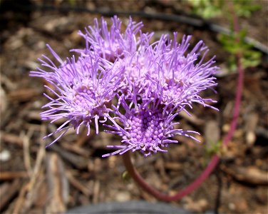 Eupatorium greggii in the Water Conservation Garden at Cuyamaca College, El Cajon, California, USA. Identified by sign.