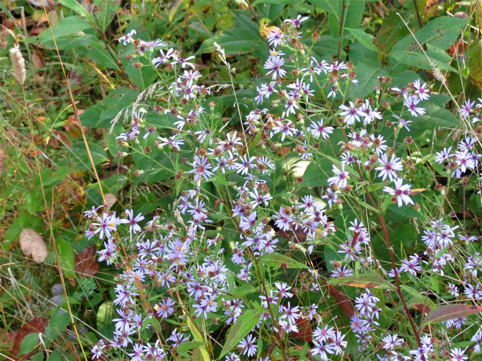 Lindley's Aster Symphyotrichum ciliolatum. First uploaded on iNaturalist: https://www.inaturalist.org/observations/7969689