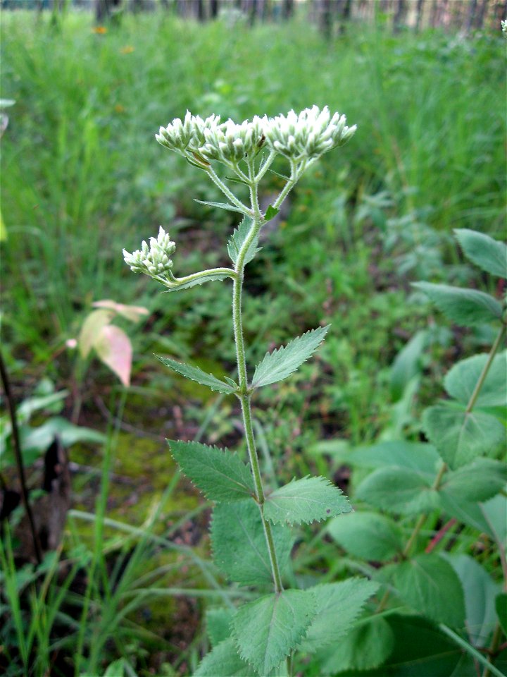 Eupatorium rotundifolium, May Prairie, a wet prairie in Coffee County, Tennessee