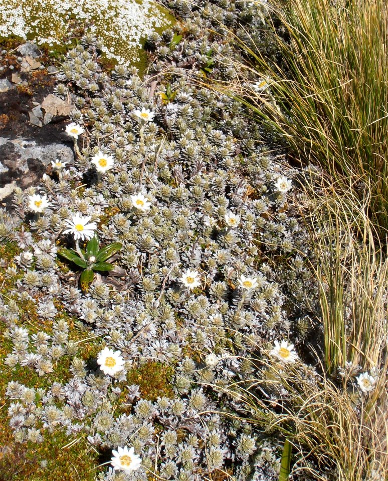 New Zealand Edelweiss, and a Mountain Daisy, in the Tararua Ranges