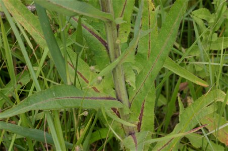 Sonchus palustris