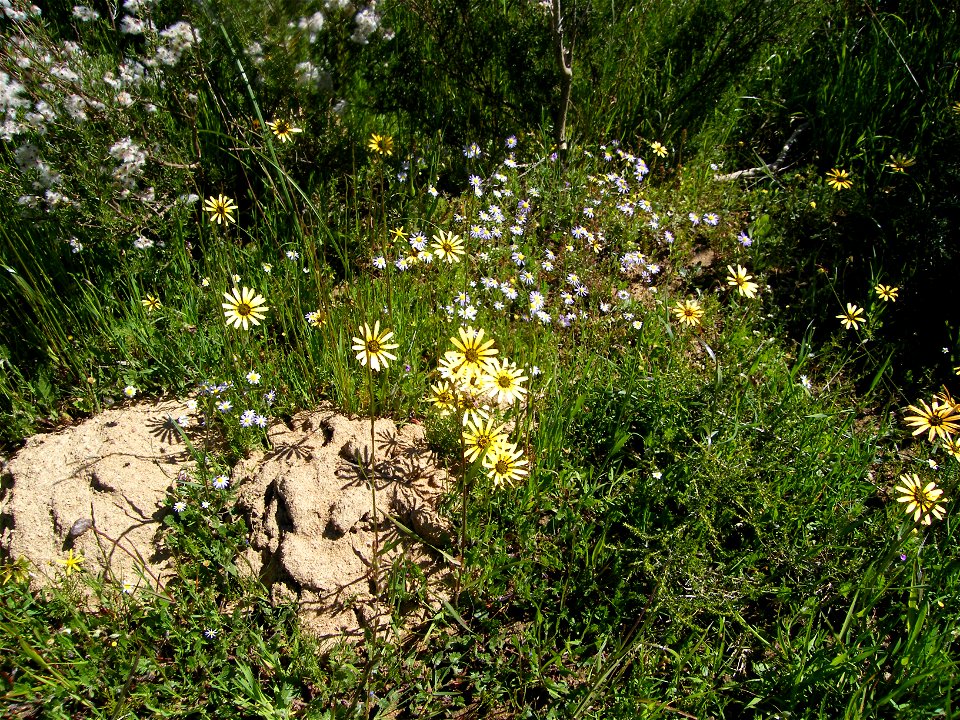 Common name: Magriet