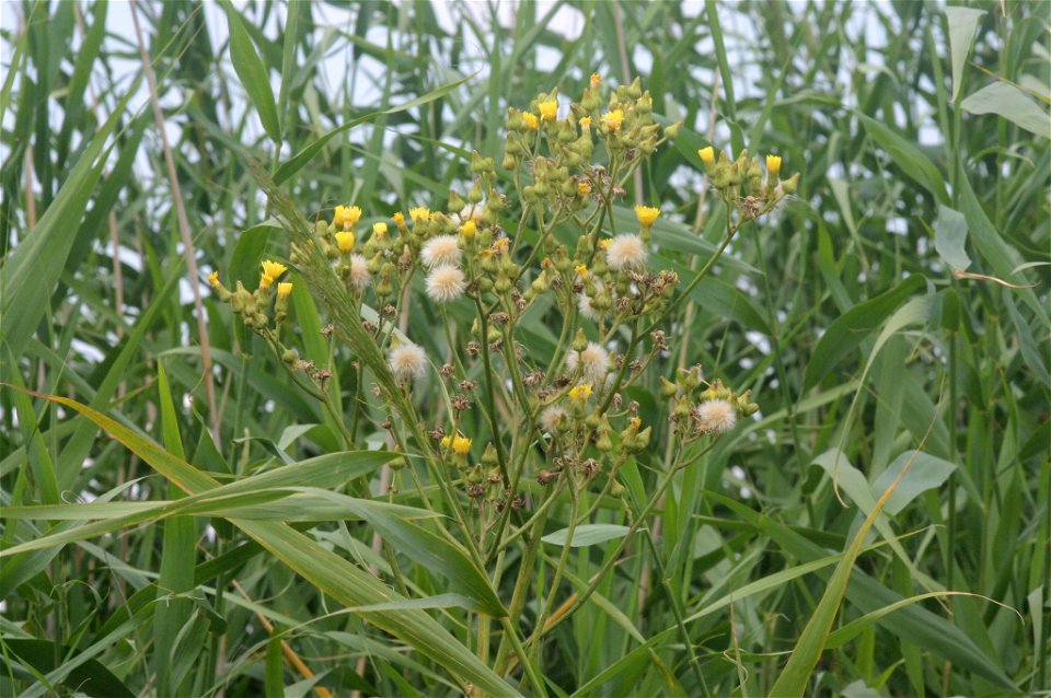 Sonchus palustris - Free Stock Photos | Creazilla