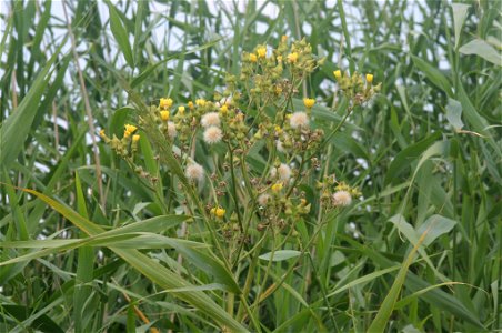 Sonchus palustris