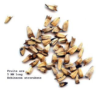 seeds/fruits of
