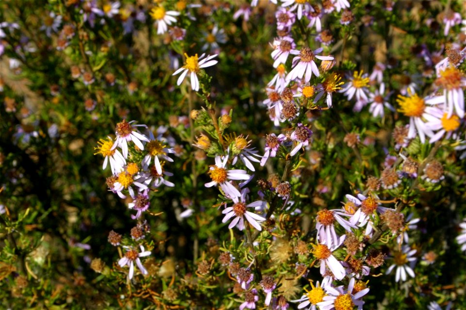 Felicia filifolia at Millstream near Dullstroom