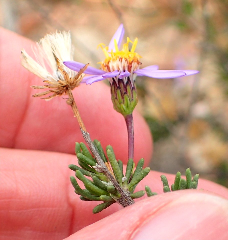Felicia filifolia ssp. schaeferi, photographed by Peter Warren, on 14 May 2018, along the Baviaanskloof Scenic Route, in  Willowmore County, Eastern Cape province of South Africa