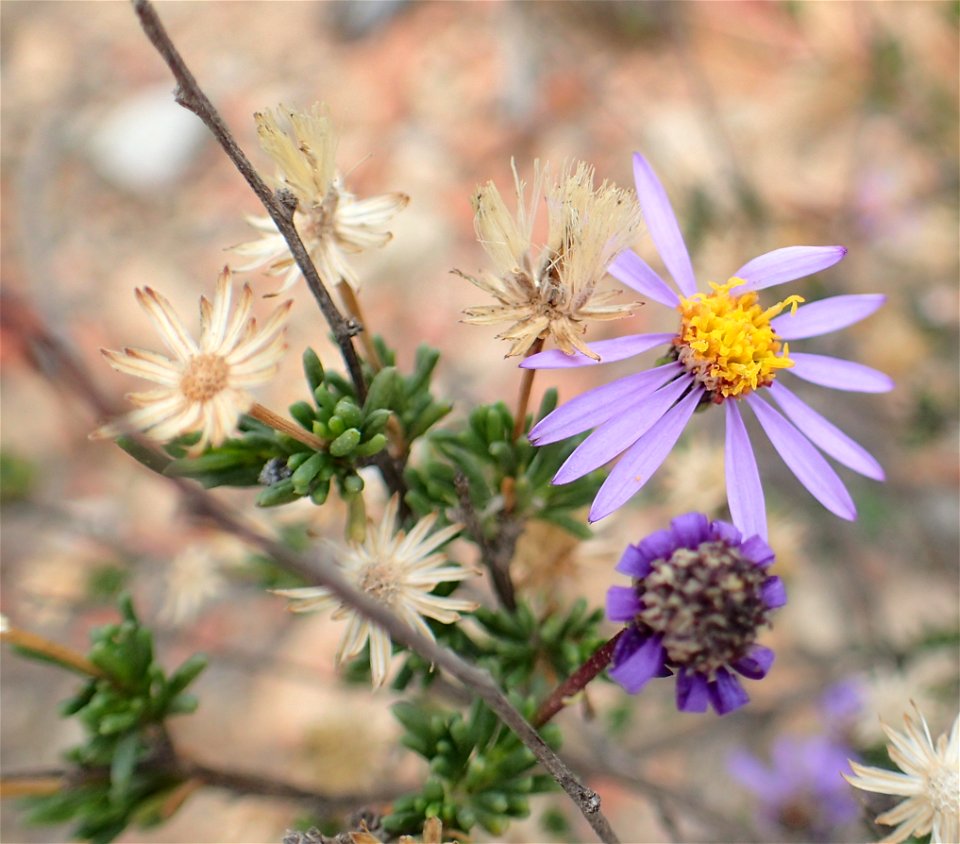 Felicia filifolia ssp. schaeferi, photographed by Peter Warren, on 14 May 2018, along the Baviaanskloof Scenic Route, in  Willowmore County, Eastern Cape province of South Africa