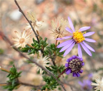 Felicia filifolia ssp. schaeferi, photographed by Peter Warren, on 14 May 2018, along the Baviaanskloof Scenic Route, in Willowmore County, Eastern Cape province of South Africa photo