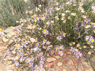 Felicia filifolia ssp. schaeferi, photographed by Peter Warren, on 14 May 2018, along the Baviaanskloof Scenic Route, in  Willowmore County, Eastern Cape province of South Africa