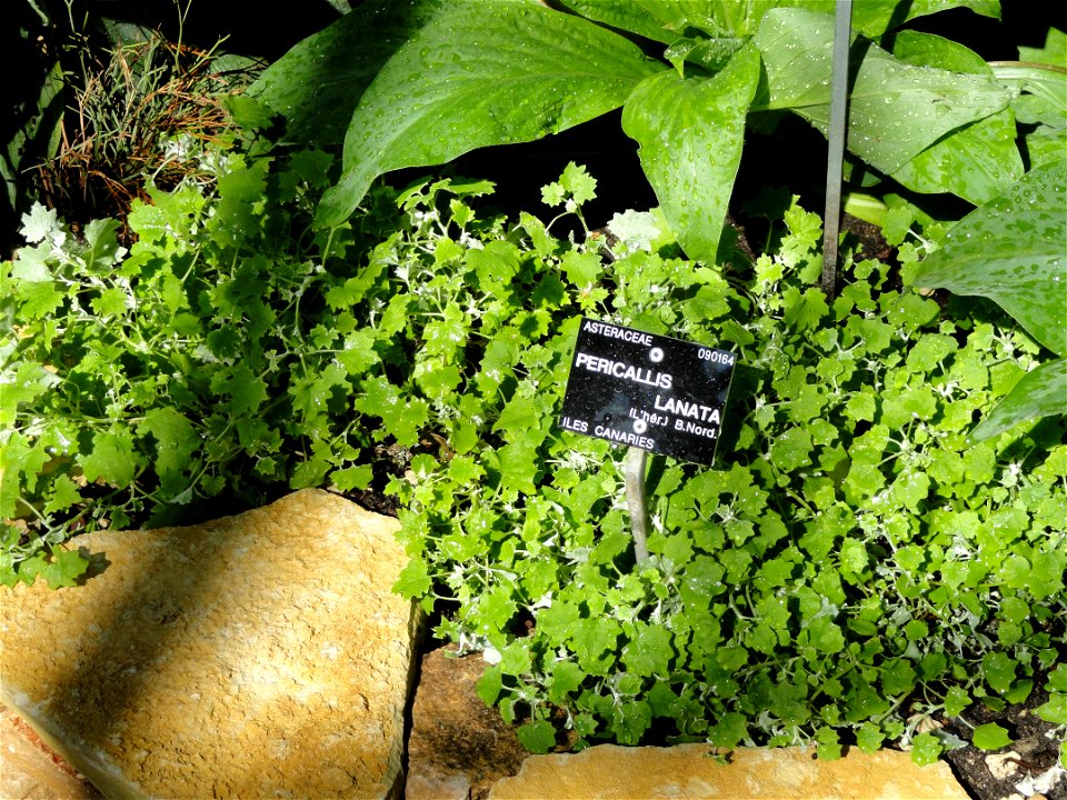 Pericallis lanata specimen in the Jardin Botanique de Lyon, Parc de la Tête d'Or, Lyon, France.