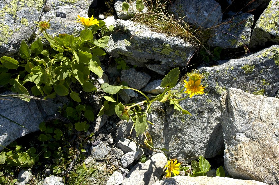 Doronicum grandiflorum