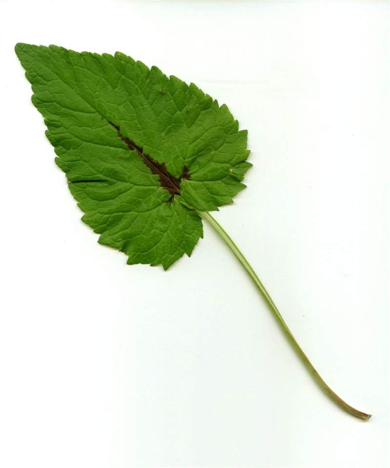 Unteres Blatt der Ährigen Teufelskralle