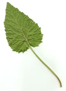 Unteres Blatt der Ähringen Teufelskralle von unten