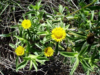 Image:Pallenis_spinosa2.jpg

My own work. Castelltallat Catalonia september 2006
